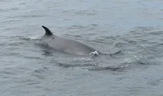 Safari marino en Baltimore
