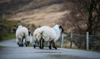 5-Day Walking Holiday Kerry Way