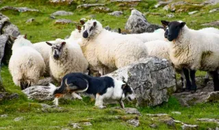 Fuerte de piedra de Caherconnell y demostraciones de perros pastores