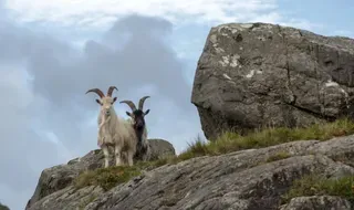 7-Day Introduction to Ireland Round Trip