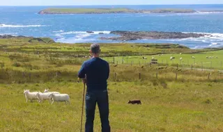 Away to Me – Sheepdog Demonstrations