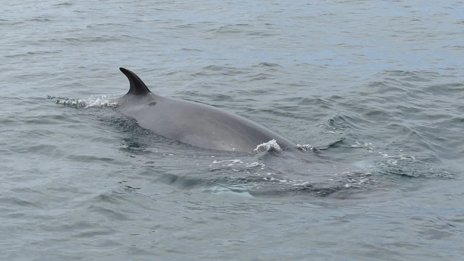Baltimore Sea Safari