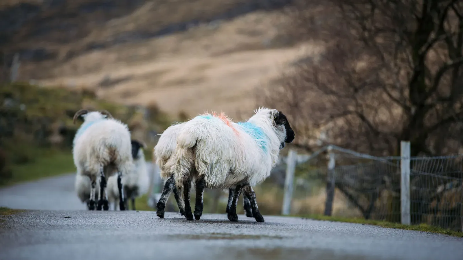5-Day Walking Holiday Kerry Way
