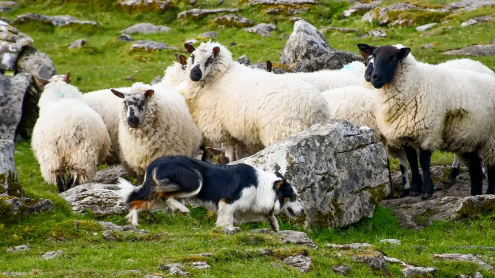 Caherconnell Stone Fort & Sheepdog Demonstrations