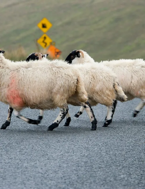 Authentic local travel in Ireland