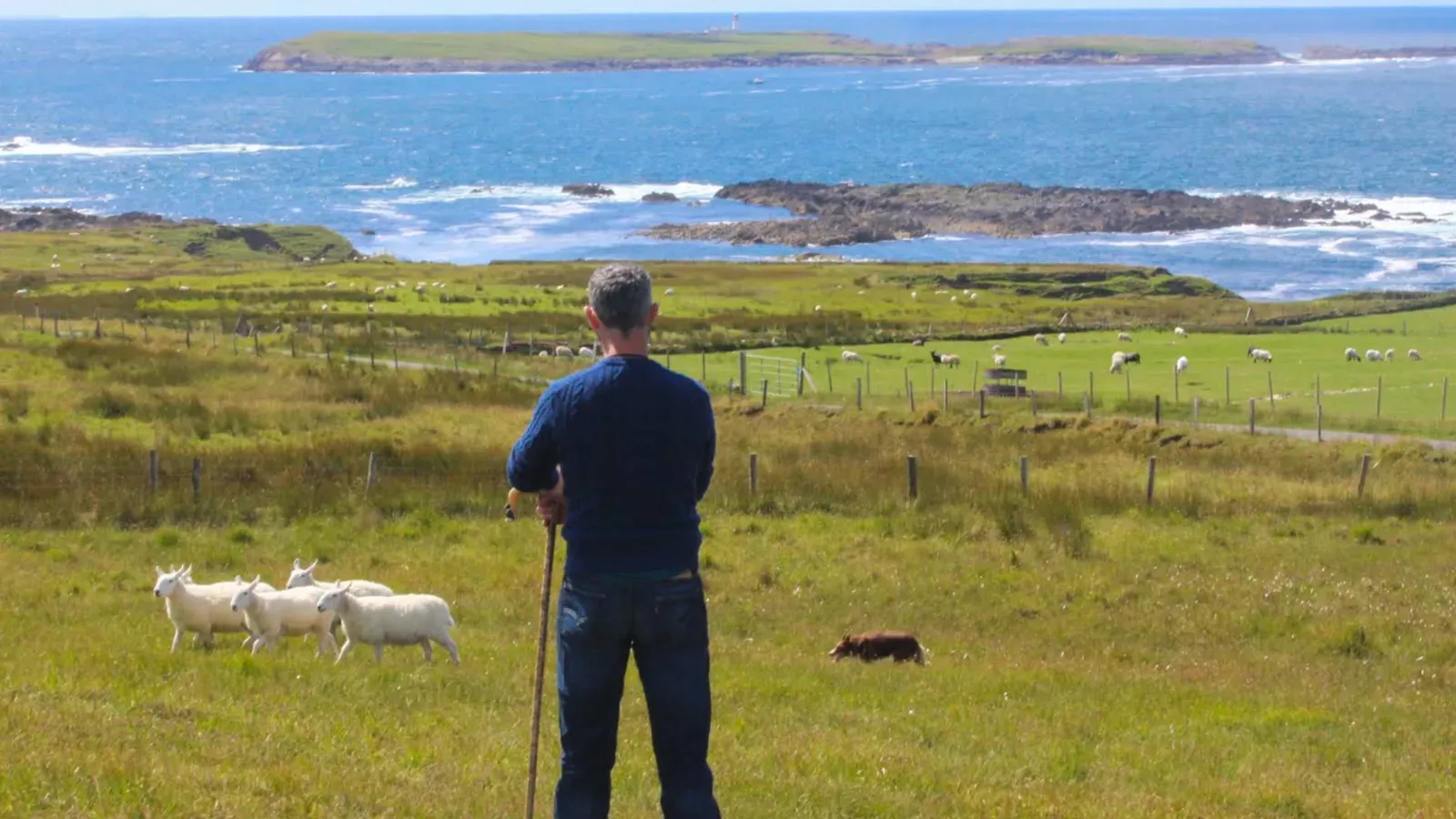 Away to Me – Sheepdog Demonstrations